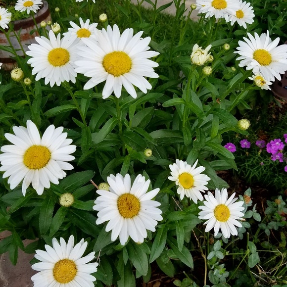 Meet your Posher, Ann - Picture 1 of 1